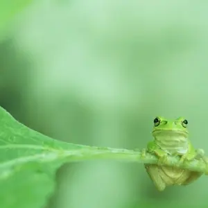 超稀少 北見福寿草 10芽 キタミフクジュソウ - メルカリ