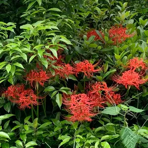 お盆セール ヴァンガード グレドーラ デッキ 高レア SP多数 スリーブ