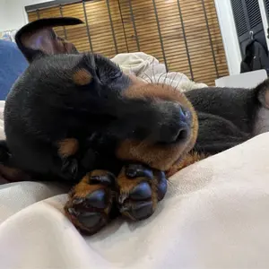 梵（SOYOGI)ウォルナット  ロータイプ  Ｇｏｏｄｆｏｒ 新品 梵（SOYOGI)ウォルナット ロータイプ Goodfor 新品 - メルカリ