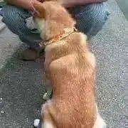 新日本プロレス 中西学 フィギュア - メルカリ