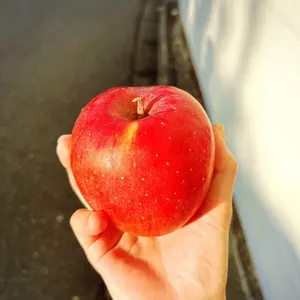 和歌山県産　秀品　甘い宝石・あきひめ　いちご　8パック　常温発送　数に限りあり 和歌山県産 秀品 甘い宝石・あきひめ いちご 8パック 常温発送 数に