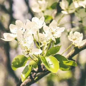 FLOWERS アクリルスタンド 八重垣えりか 考崎千鳥 百合展 - メルカリ