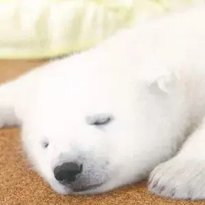 anuans ポロニットドッキングワンピース 渡辺美優紀さま着用