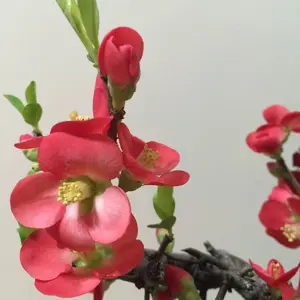 茶道具 茶合 仙媒 茶則 煎茶竹彫刻 竹工芸 竹手彫り中古品 - メルカリ