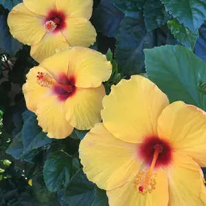 you様専用 ヴィンテージ アンティーク ドイツ ひつじ putz - メルカリ