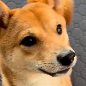 KT