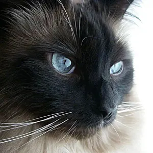 ポケモンセンター ヒロシマ スペシャルBOX 未開封シュリンク付き