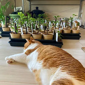 コモン種確定！TFH 1690 Monte Vista 挿木苗 イチジク The Fig Hunter