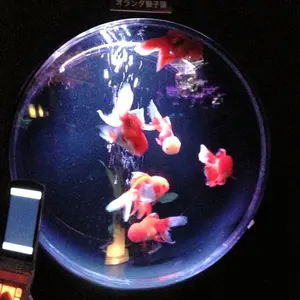 宝塚 スターセット 福袋 New Year Bag2026 鳳月杏 早期特典 - メルカリ