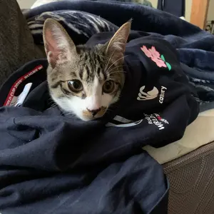 SUNWOLVES サンウルブズ　支給品メディアポロシャツ　L SUNWOLVES サンウルブズ 支給品メディアポロシャツ L - メルカリ