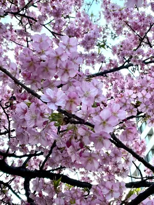 日向坂46 松田好花 生写真 サンタ衣装 - メルカリ