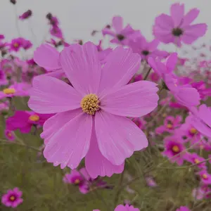 まず@ばらうり即購入可