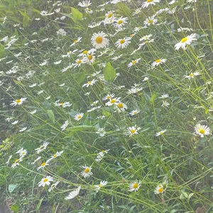 Tシャツ様専用】鏡原愛莉オーバルリムプレートとピリアック2枚 - メルカリ