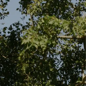 新品 アスティエ テイラースイフト オーナメント Z37 - メルカリ