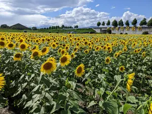 ストック用 コミュ研磨機（COBRA製）モーター回転コントローラー付属
