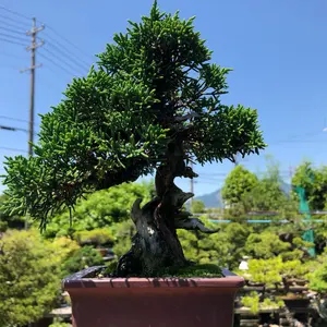 盆栽 山もみじ 幹太 樹高鉢底から約30cm - メルカリ