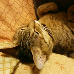 ハイグロフィラ グァンシー産 2号素焼き鉢 - メルカリ