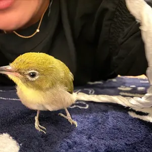 ◇ FANTASTIC MAN 星 スタッズ系ピアス K18YG 星ピアスのみ◇ - メルカリ