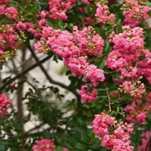 NMIXX ソリュン soundwave ラキドロ 3.0 トレカ - メルカリ