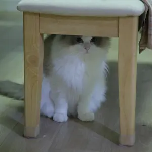新品未開封】モグニャン（Mog Nyan） キャットフード 1.5kg×2袋 - メルカリ