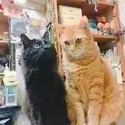 ♬未使用♬わちふぃーるど♬ダヤン♬版画♬限定250部♬ぼくうちへ帰