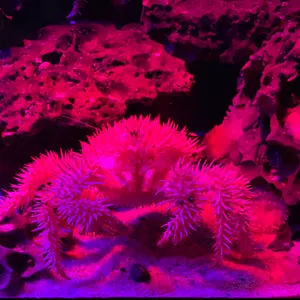 ロータス 商品にコメントで10％off