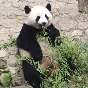 sol soonerorlater sparkling scarf カーキ - メルカリ