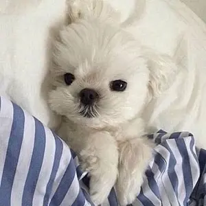 日向坂46 坂井新奈 生写真 キュン - メルカリ