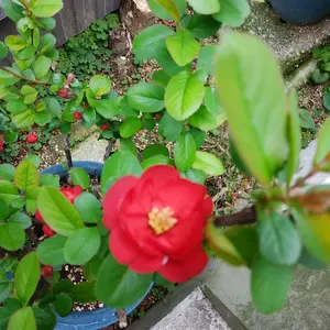 玲*音様 リトグラフ＊バレリーナ＊ブルーノ・ブルーニ - メルカリ