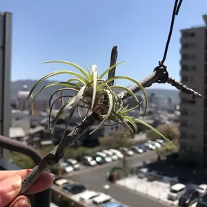 Tillandsia loliacea Compact Good Clone - メルカリ