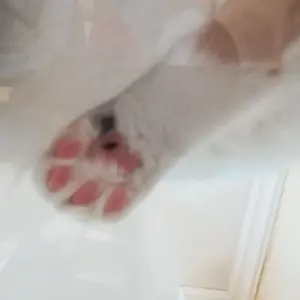 大矢十四彦「翔(瑞鶴)」日本画 金落款 共シール ◇飛翔・双鶴図 〇現代