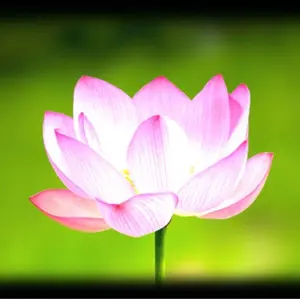 ヨーヨージャム サンセットトラジェクトリーNXG 2個セット ヨーヨージャム サンセットトラジェクトリーNXG 2個セット サン