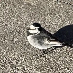 東リ タイルカーペット 50×50 パール スクエア2400ソワレ 9枚 - メルカリ