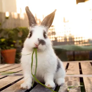 週末限定セール】マックスマーラ M刺繍入りマフラー ホワイト美品