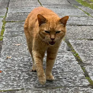 ブルーナボイン 大判ストール カイト - メルカリ