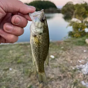 オフィス ZPI アルカンセ NS 検)メタニウム SLX タトゥーラ ジリオン オフィス ZPI アルカンセ NS 検)メタニウム SLX タトゥーラ ジリオン