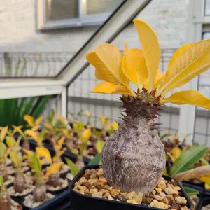 国内実生株 パキポディウム ウィンゾリー実生 21 (グラキリス アデニア 国内実生株 パキポディウム ウィンゾリー実生 21 (グラキリス アデニア