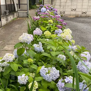ピキママスリング Sサイズ ヴィオラ 花柄 - メルカリ
