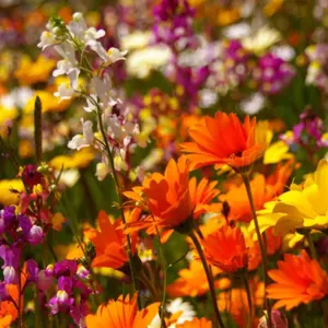 ステイゴールド 記念馬券4枚セット - メルカリ