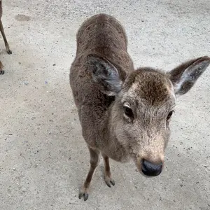 とどのつまり
