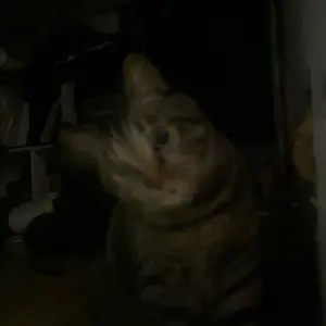 邦楽 KUZIRA Sleep Now In The  Amazon.co.jp: KUZIRA 廃盤 Sleep Now In The River CD Demo CD デモ