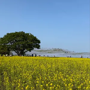 盛岡大附 ユニフォームLサイズ ストッキング2点セット - メルカリ