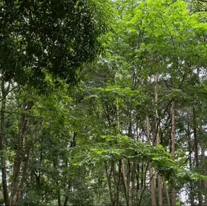 7月、8月収穫5kg+α【茨城県つくば市産】冷凍ブルーベリー - メルカリ