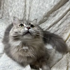 FuffyPlanet°ʚ♡ɞ°