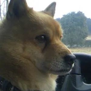 刀装具 赤銅魚子地桐紋短刀鍔 後藤 古金工 - メルカリ