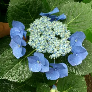 紫陽花　ピンク系手まり咲き　特大株　来年用 紫陽花 ピンク系手まり咲き 特大株 来年用 - メルカリ