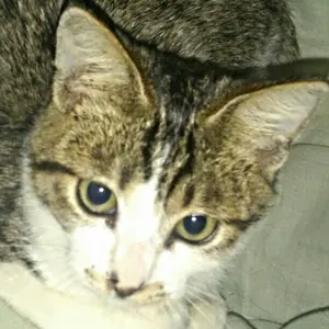 希少 namco ナムコ 社内報「もくば」1983年番外号 小沢純子 篠崎雄一郎 希少 namco ナムコ 社内報「もくば」1983年番外号 小沢純子 篠崎