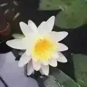 archan ※購入前にプロフ確認※