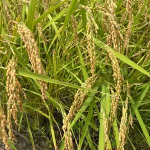 無料精米可能！】 徳島県 コシヒカリ 20キロ 玄米 送料無料 - メルカリ