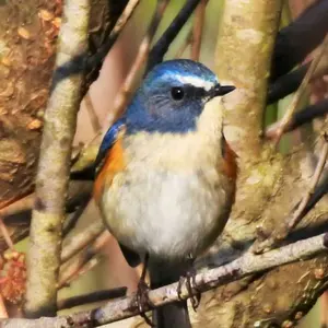 小さなバードカービング クマタカ 野鳥 木彫り - メルカリ